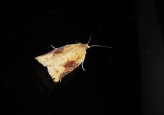 Apoctena conditana