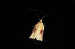 Apoctena conditana