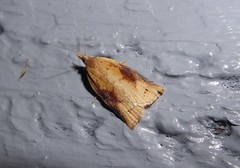 Apoctena conditana