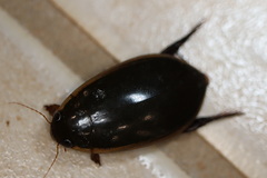 Cybister tripunctatus