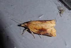 Apoctena conditana