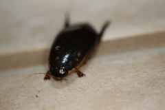 Cybister tripunctatus