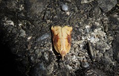 Apoctena conditana