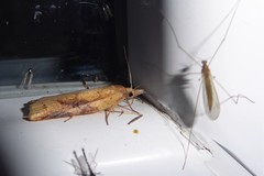 Apoctena conditana