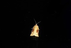 Apoctena conditana