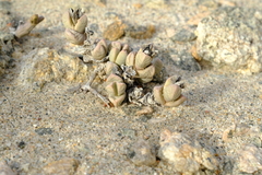 Dracophilus dealbatus