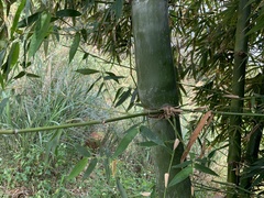Bambusa odashimae