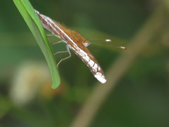 Lebadea martha parkeri