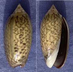 Oliva oliva