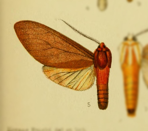 Amastus scriblita
