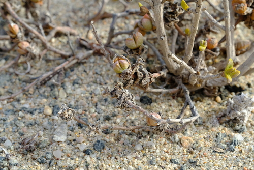 Juttadinteria deserticola image