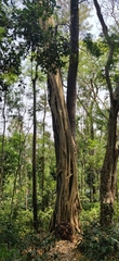Ficus amplissima