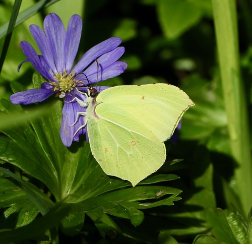 Common brimstone