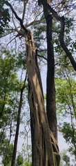 Ficus amplissima
