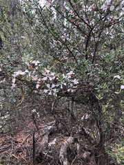 Leptospermum grandiflorum