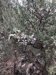 Leptospermum grandiflorum