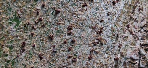 Image of Ficus amplissima by (c) T R Shankar Raman, some rights reserved (CC BY)