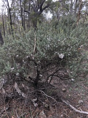 Leptospermum grandiflorum