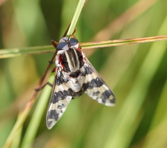 Pelecorhynchus nigripennis