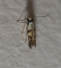 Thiotricha arthrodes