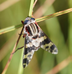 Pelecorhynchus nigripennis