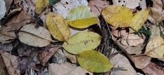 Ficus amplissima