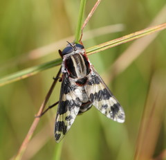 Pelecorhynchus nigripennis