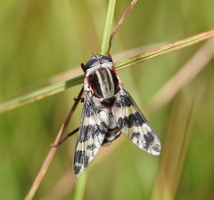Pelecorhynchus nigripennis