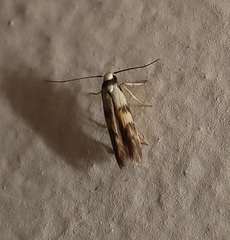 Thiotricha arthrodes