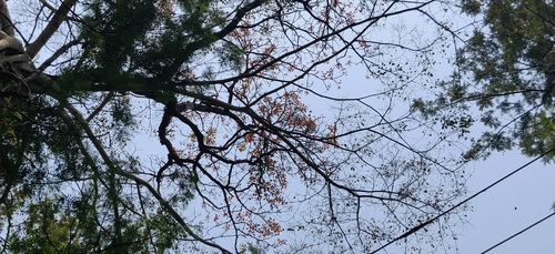 Image of Terminalia bellirica by (c) T R Shankar Raman, some rights reserved (CC BY)