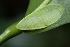 Petalocephala