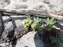 Malva parviflora parviflora