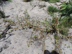 Malva parviflora parviflora