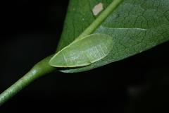 Petalocephala
