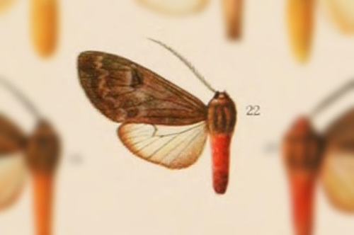 Amastus dognini