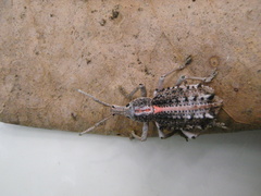 Leptopius clavus