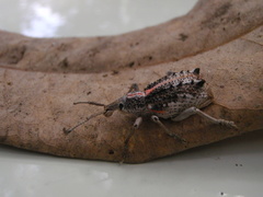 Leptopius clavus
