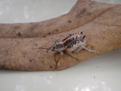 Leptopius clavus