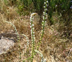 Reseda luteola