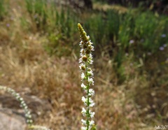 Reseda luteola