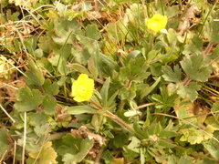 Ranunculus bulbosus