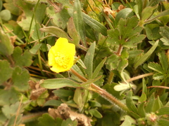 Ranunculus bulbosus