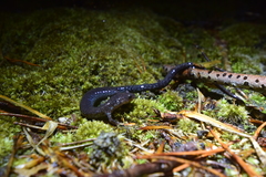 Plethodon hoffmani