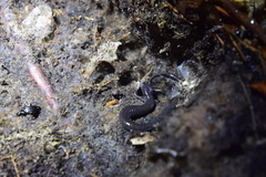 Plethodon hoffmani