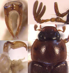 Sericospilus glabratus
