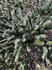 Westringia rubiifolia