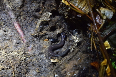 Plethodon hoffmani
