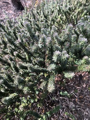 Westringia rubiifolia