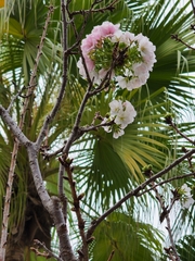 Prunus × lannesiana