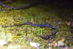 Plethodon hoffmani